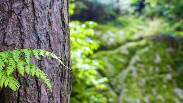 foret des landes