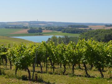 Dans les vignes